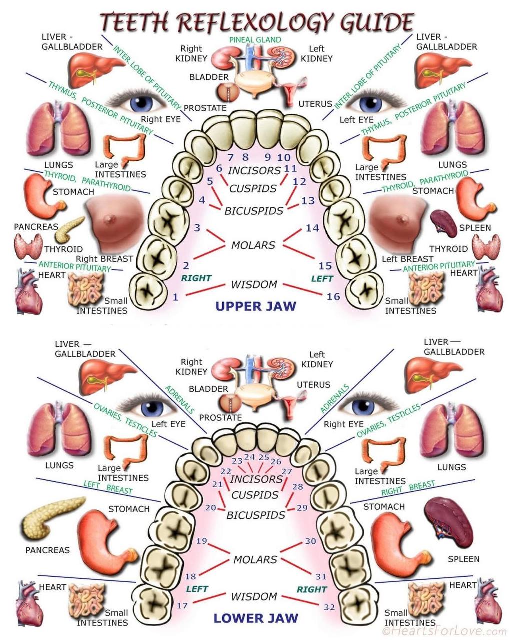 Teeth Reflexology Guide